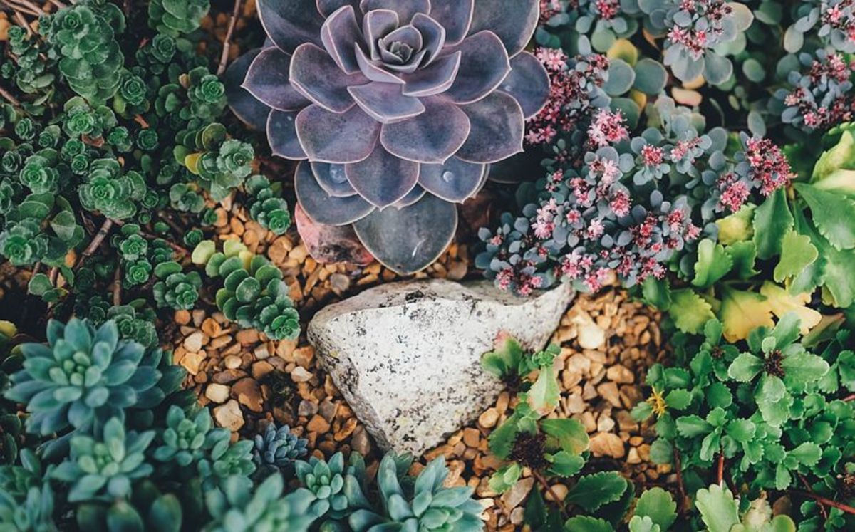 facts-that-you-must-know-about-succulent-plants