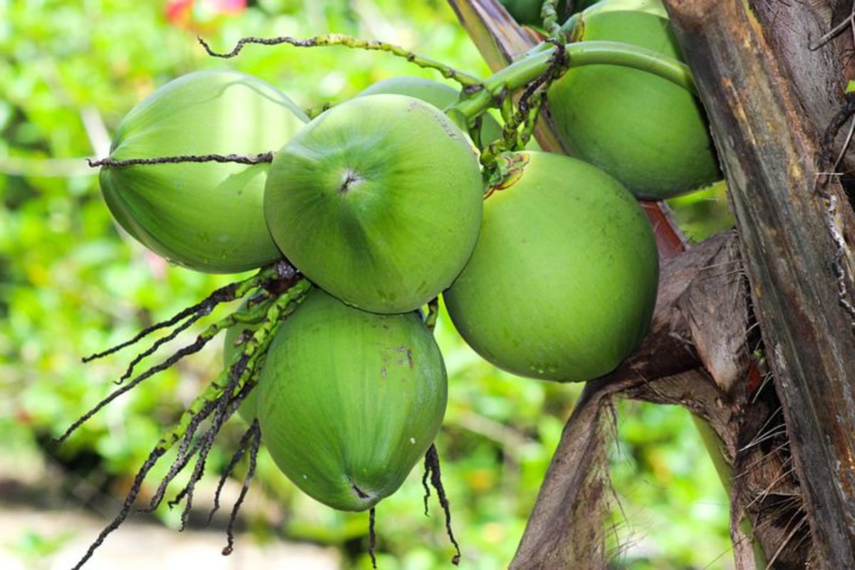 how-coconut-is-good-for-health