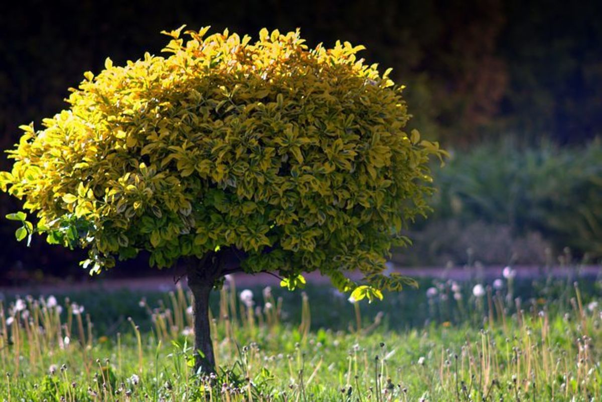 top-5-trees-for-small-gardens