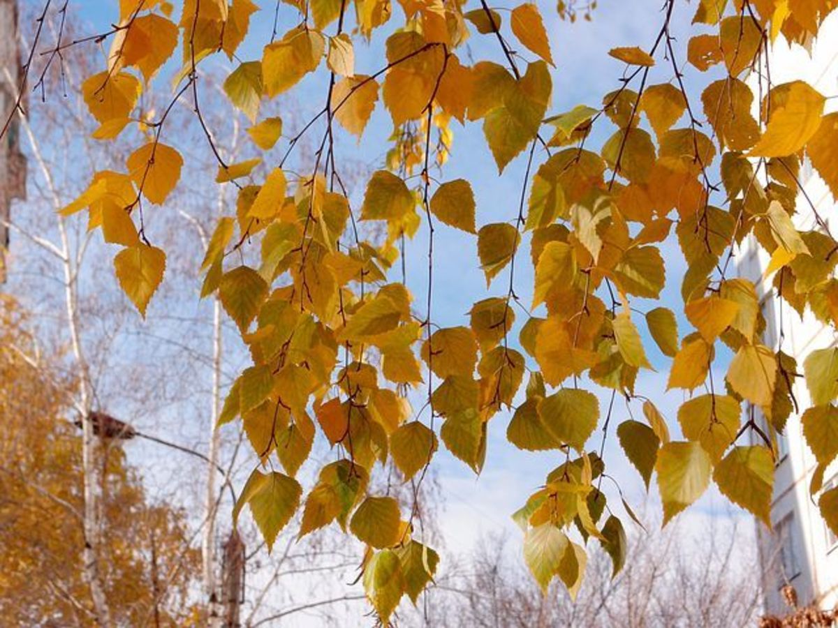 Yellow Leaves of Silver Birch Tree