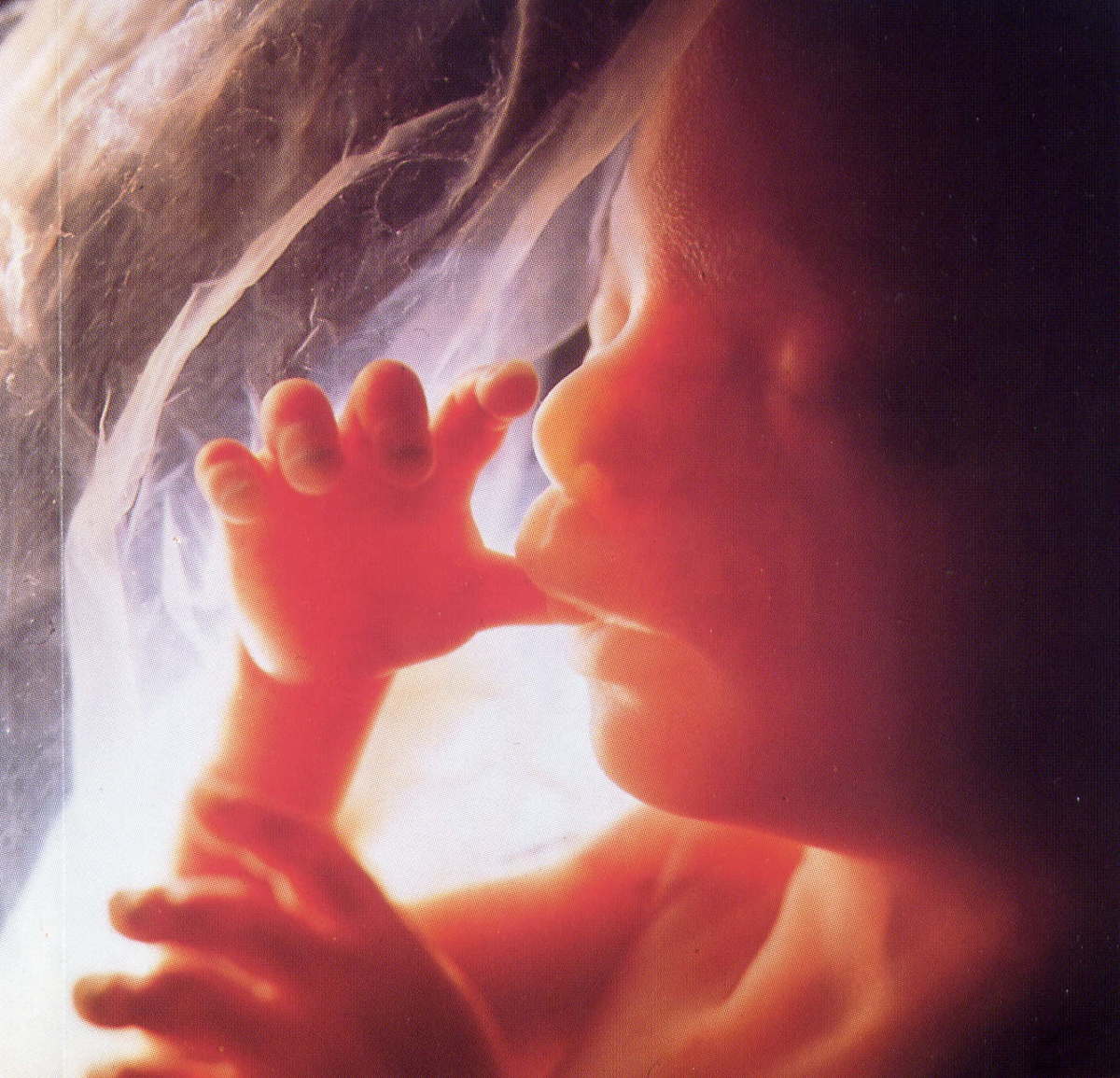 HUMAN BEING IN THE WOMB OF ITS MOTHER
