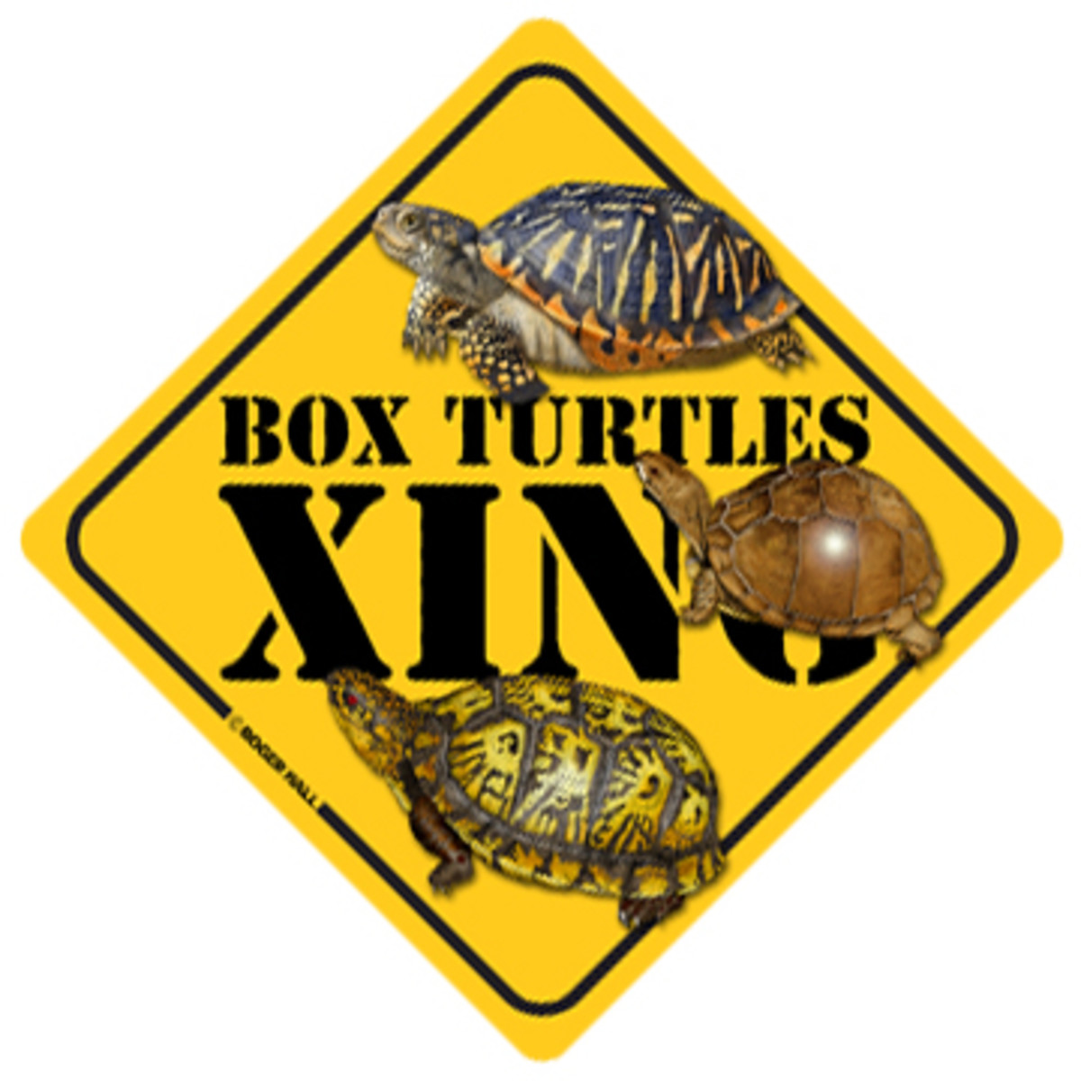 dad-why-do-the-little-box-turtles-try-to-cross-the-road-can-we-help-them
