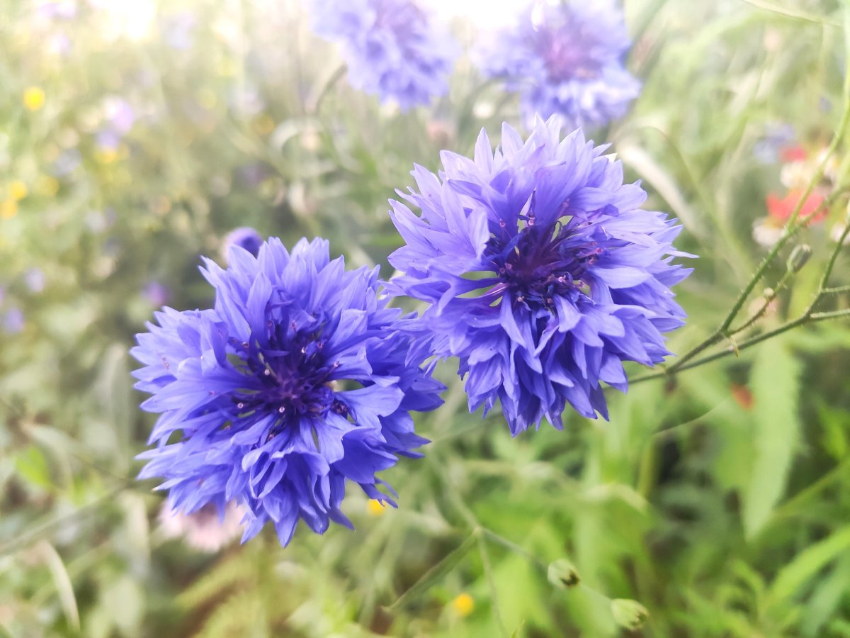 Cornflowers are easy to sow and grow in fall, but remember—autumn sowing in the house is not a good idea. 