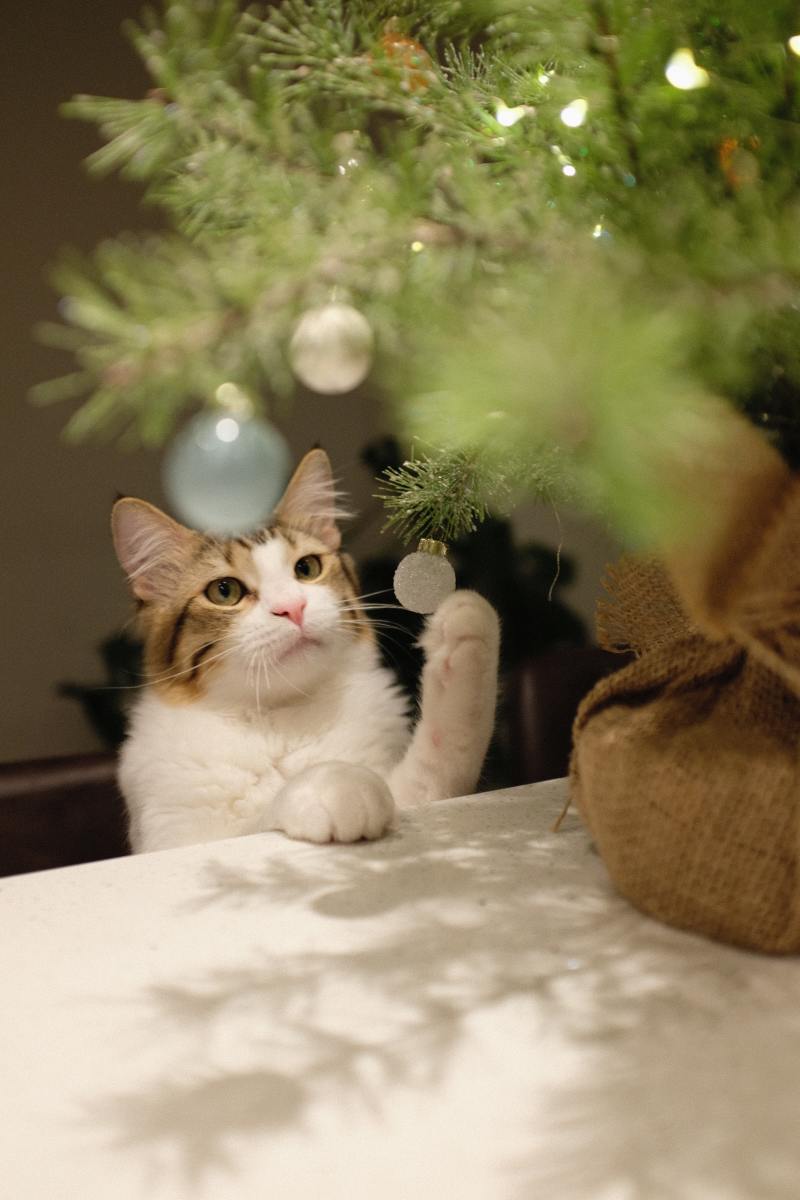how-to-make-christmas-safe-for-your-cat
