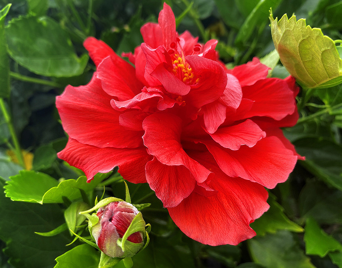 This stunning red double hibiscus looks like a rose.