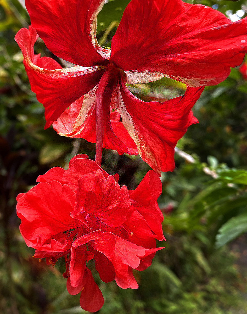 This whimsical double hibiscus is often referred to as 'Red Poodle' hibiscus.