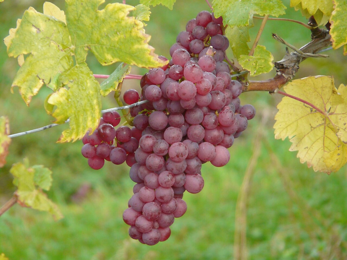 Grapes–especially the darker coloured ones–contain resveratrol. This may be an anti-aging chemical.
