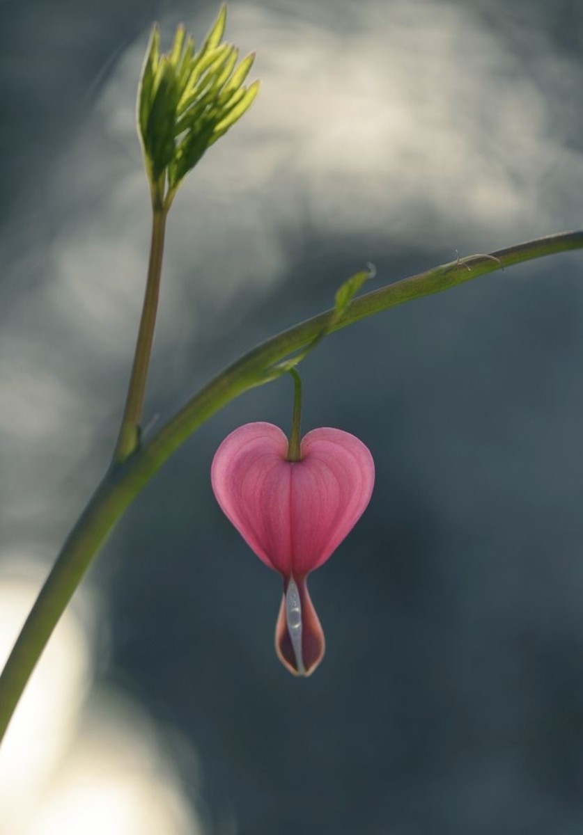Poem - A Beauteous Bleeding Heart Flower