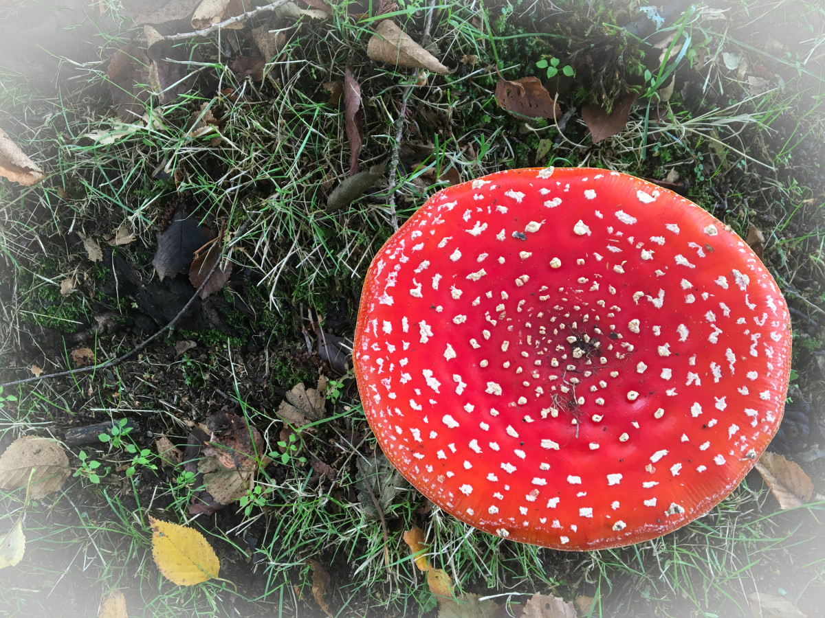 This attractive mushroom is poisonous.