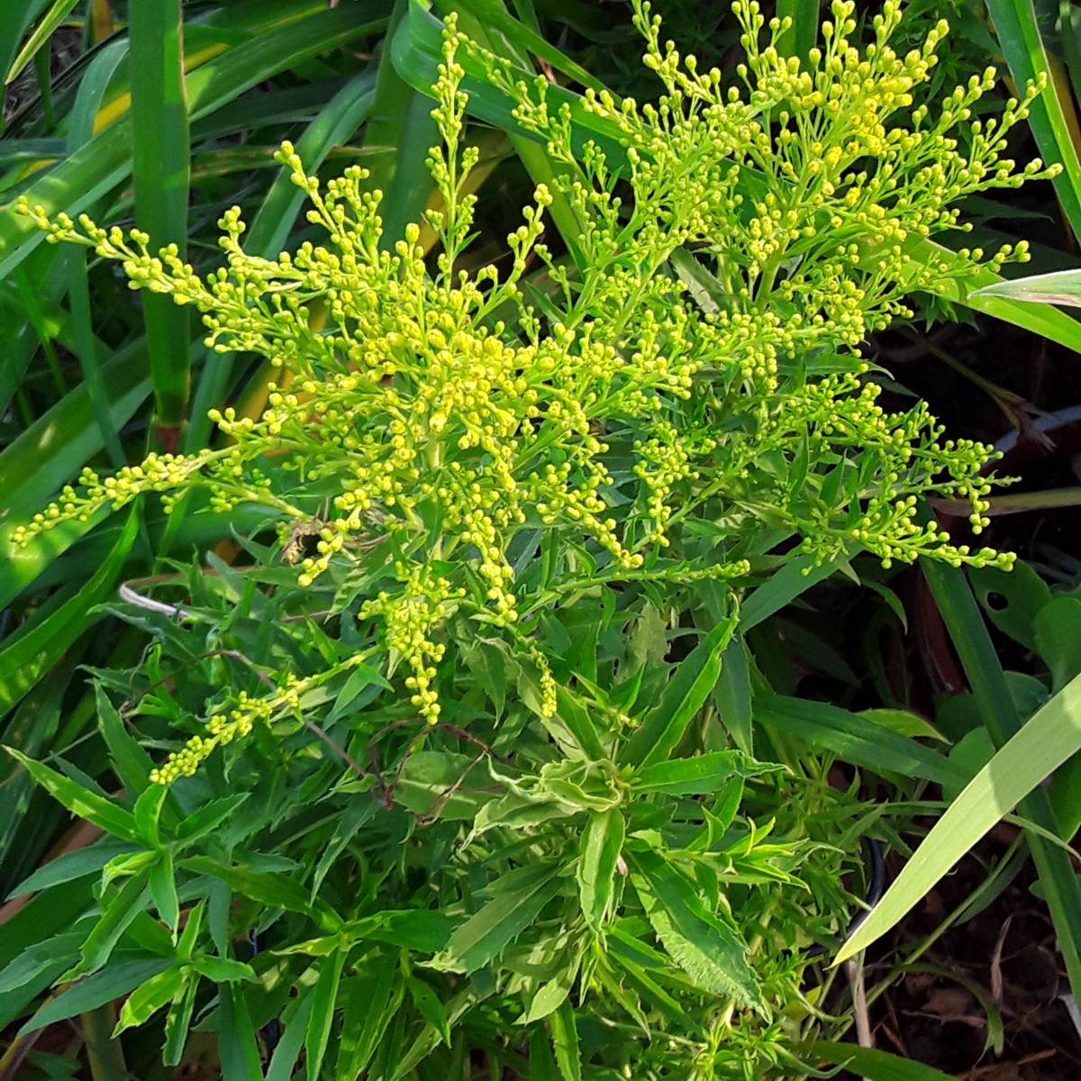 Goldenrod: A Beautiful Native Plant for Your Garden