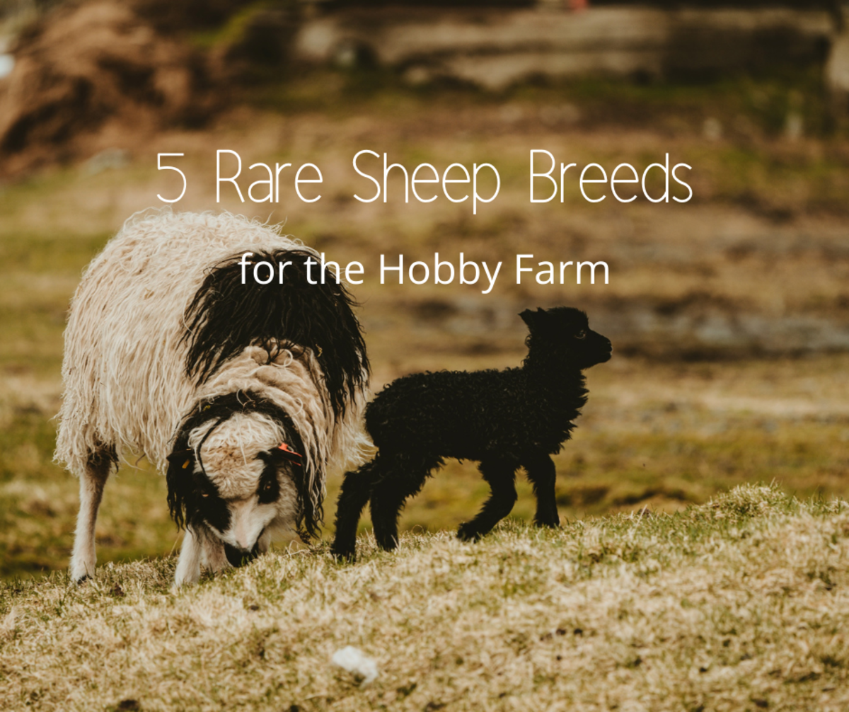 Five Rare Sheep Breeds for the Hobby Farm