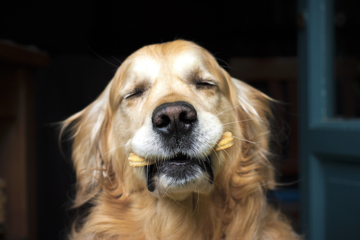 Golden Retriever eating his treat