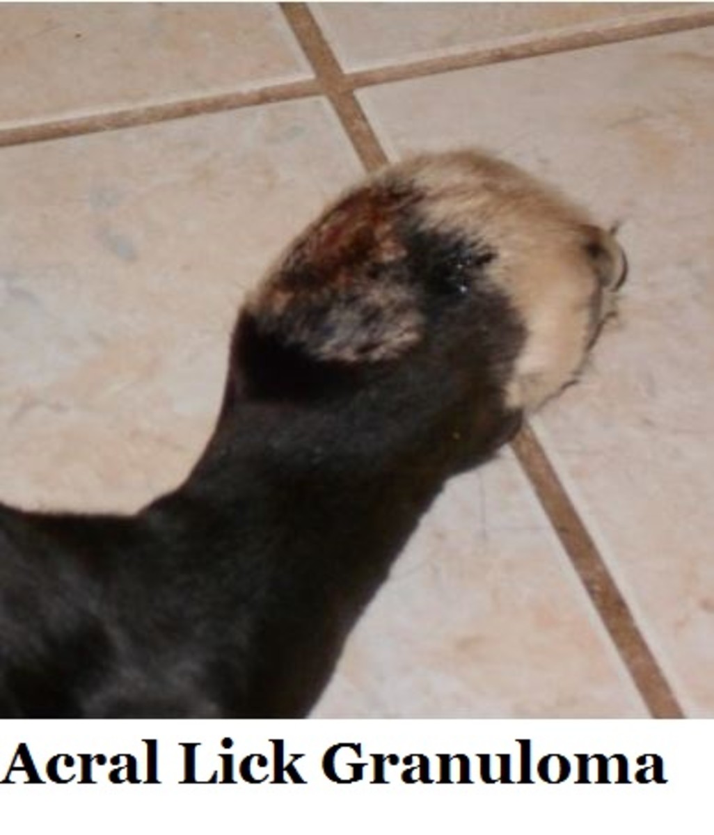how do you stop a dog from licking a granuloma