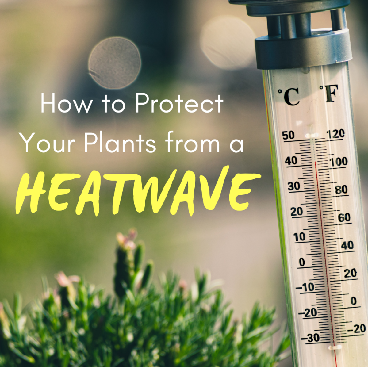 4 Simple Ways to Protect Your Garden During a Heatwave