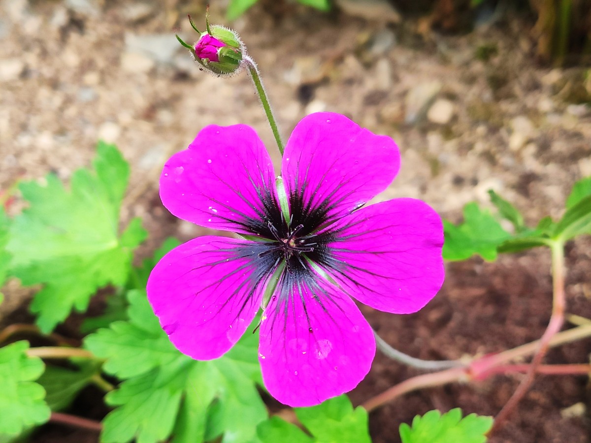 Dividing geraniums is a fun and easy way to get lots of new plants for free.  