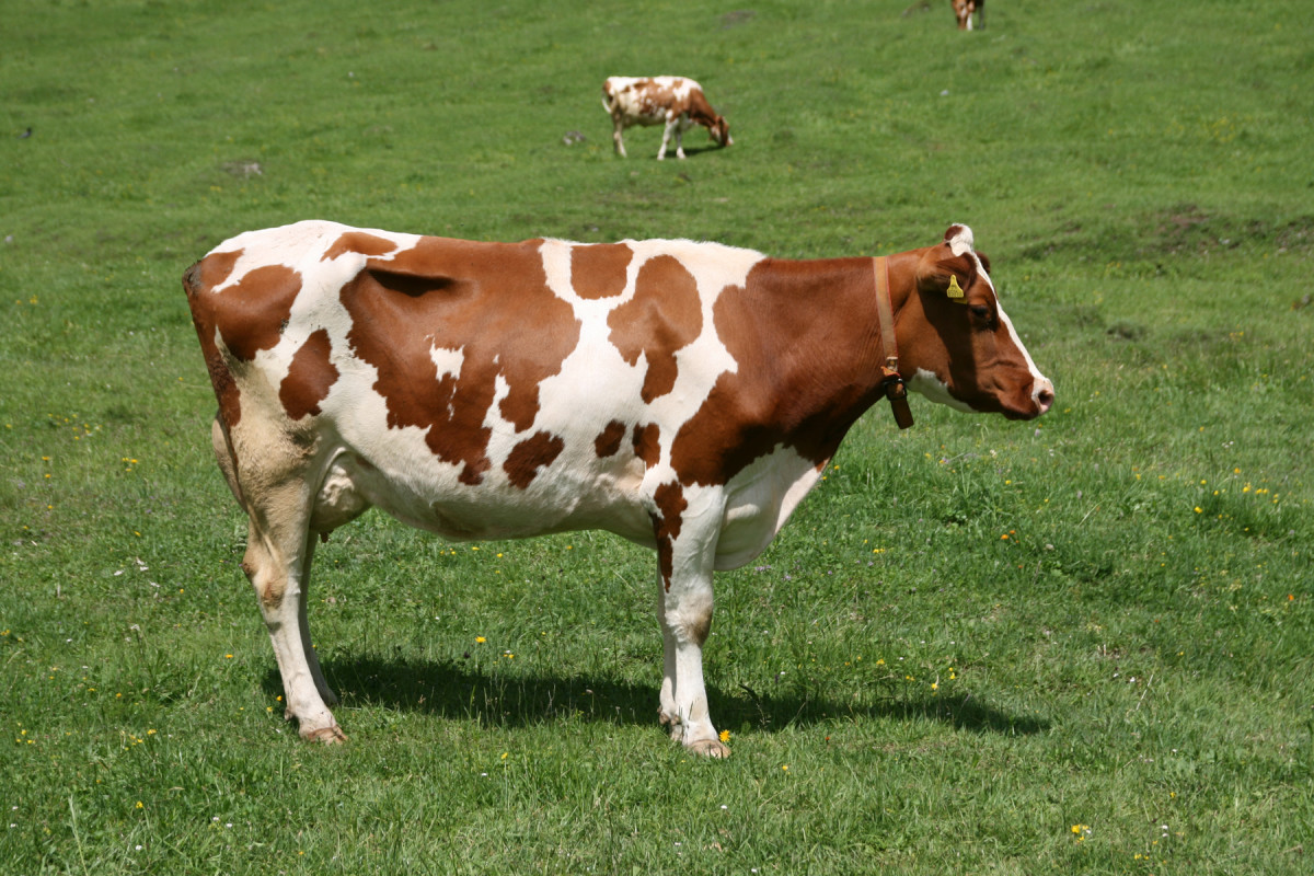 Bos taurus cow - A1 type milk yielder
