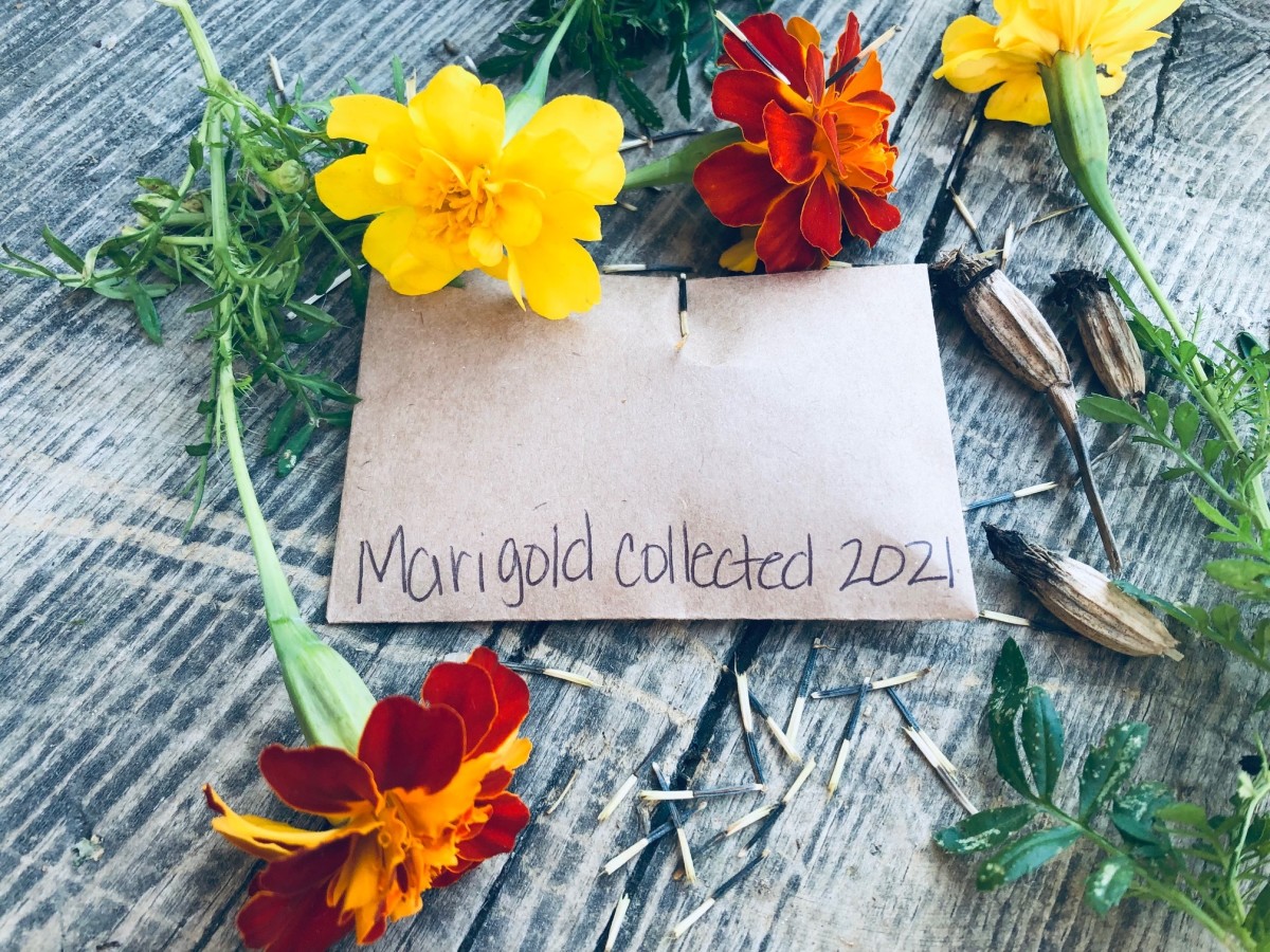 How to Save Marigold Seeds to Plant Next Year