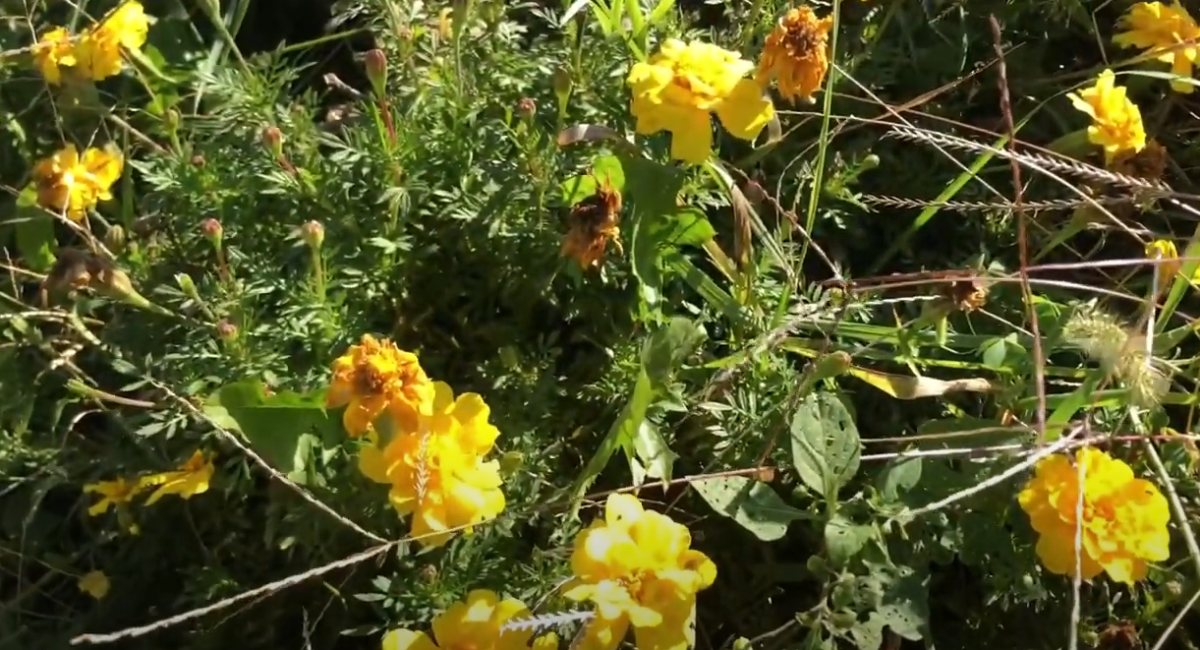 Yellow marigolds... and weeds in my garden.