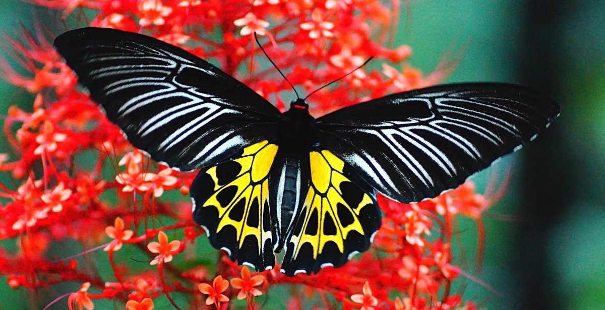 8-most-beautiful-butterflies-in-the-world