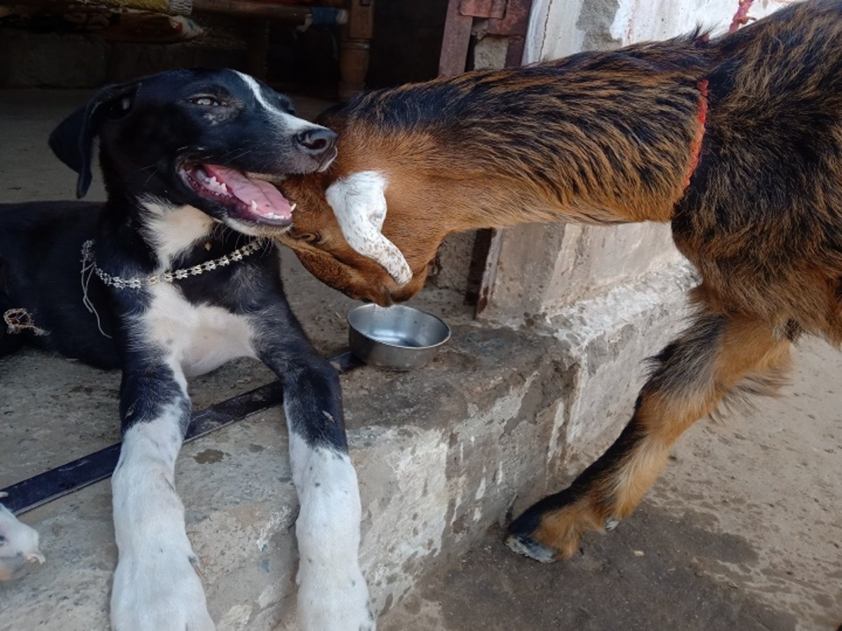 Wonderful picture of the world in which dog and goat.