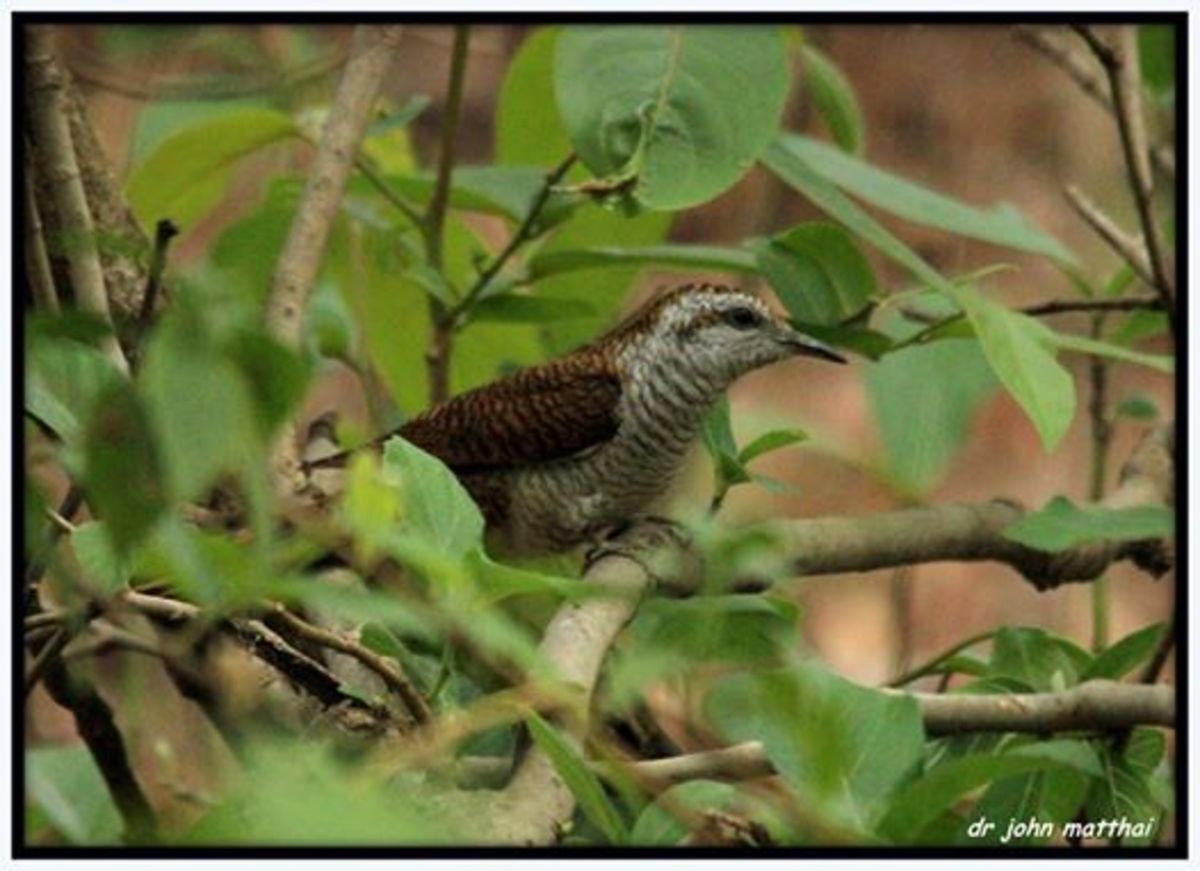 Birding at Kanha National Park in India - HubPages