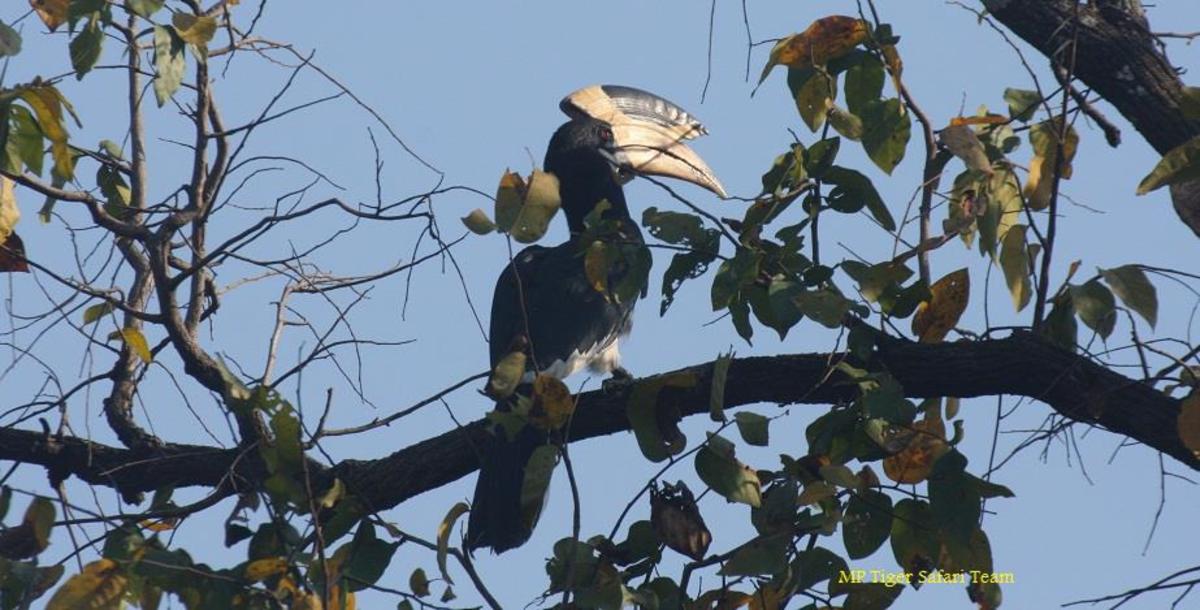 Birding at Kanha National Park in India - HubPages