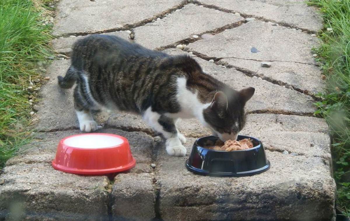 If you find a stray cat and feed it, it will stay