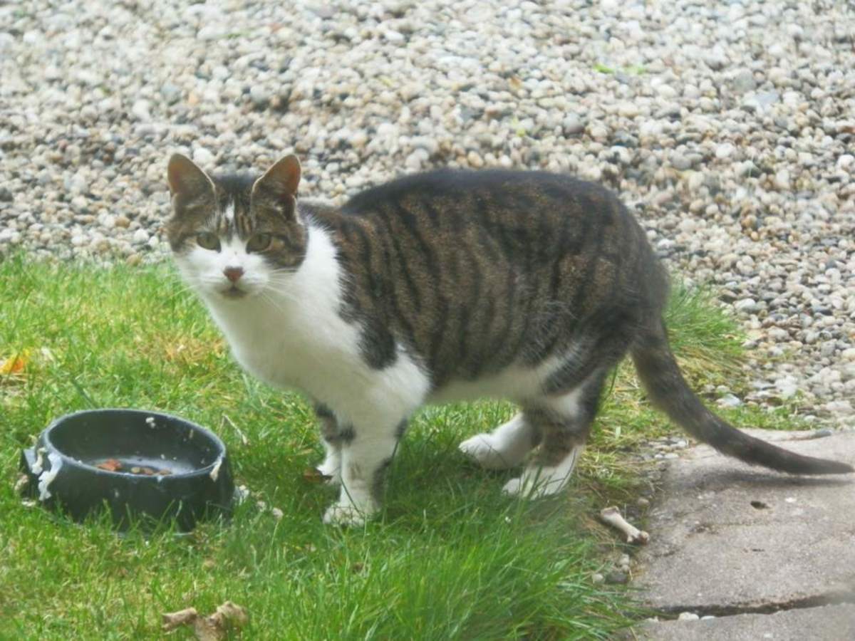 stray cat, taken through a window with telephoto camera lens