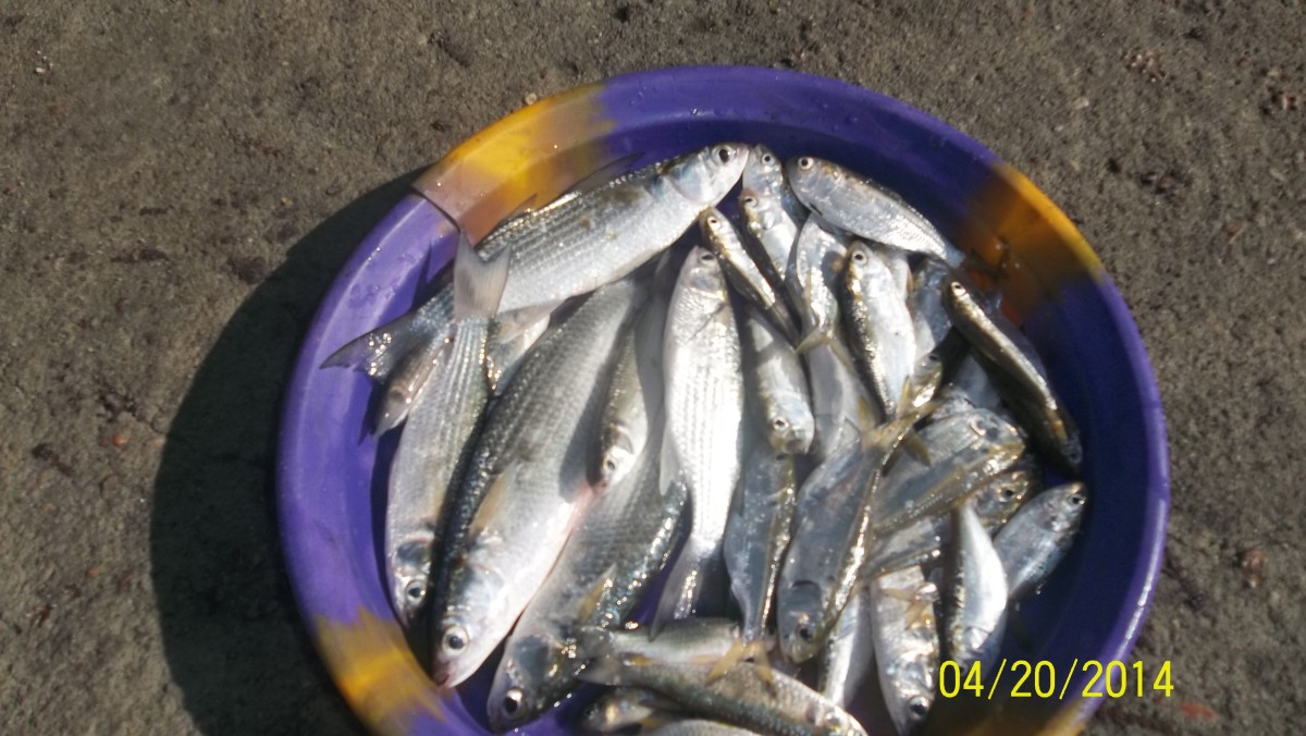 Mullet and sardines are heart friendly and helps lower the blood pressure.