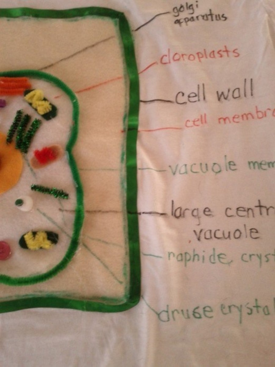 Attach and label the golgi apparatus, chloroplasts, vacuole membrane, raphide crystal, and druse crystal.
