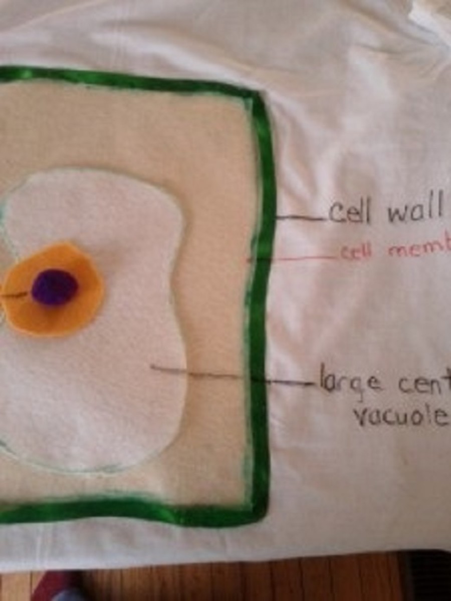 Label the cell wall, cell membrane, and large central vacuole