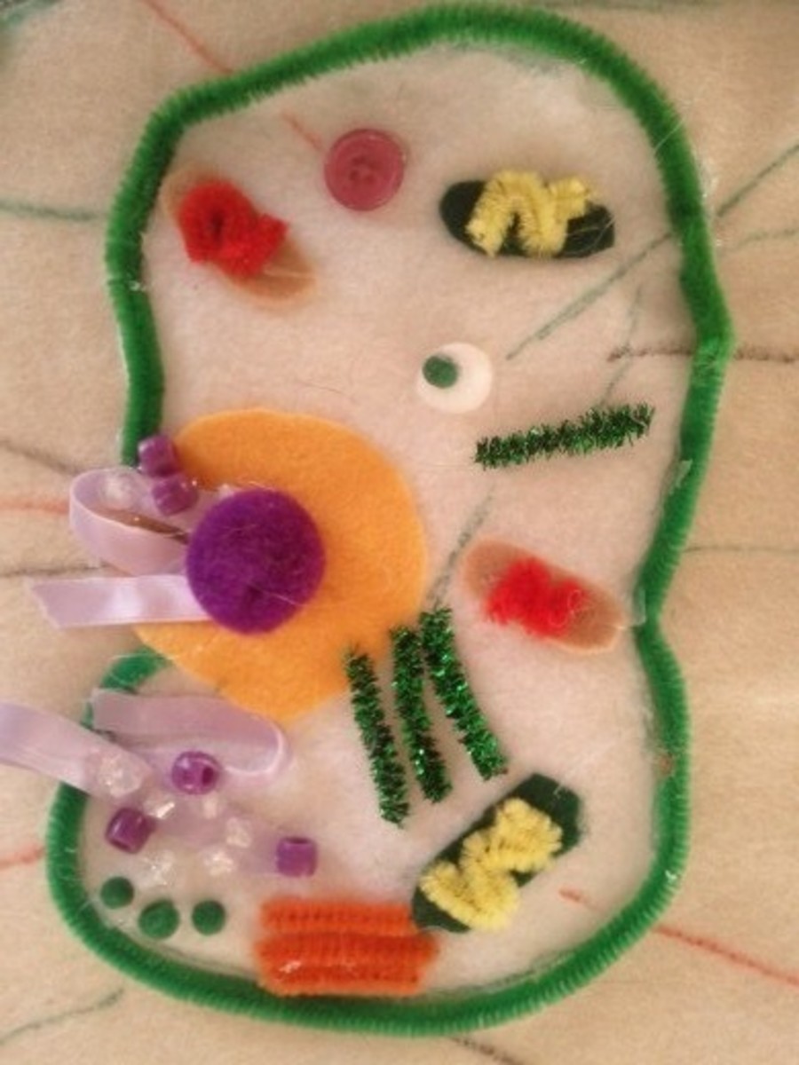 completed large central vacuole