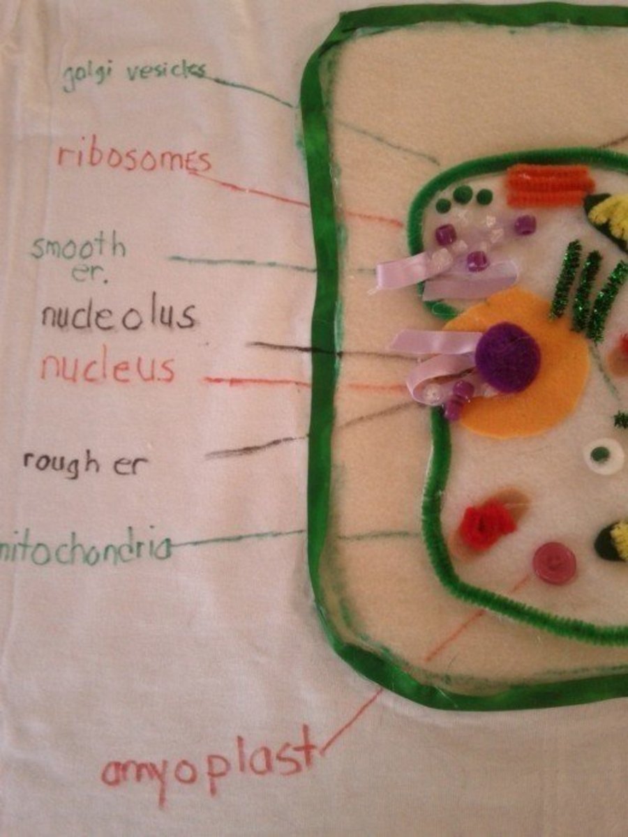 Plant Cell Model Project: A Wearable T-Shirt - WeHaveKids