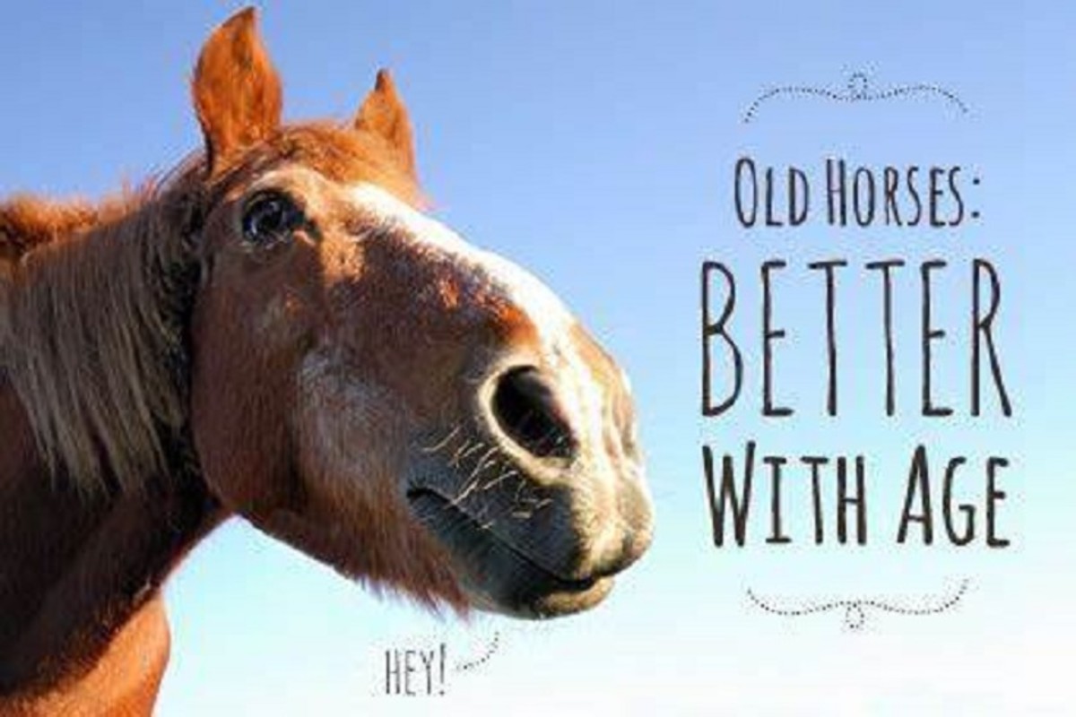 Just Because They Can Doesn't Mean They Should | Horse ...
