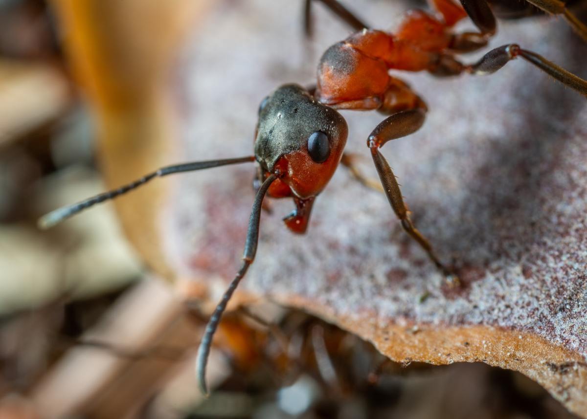 How to Kill Army Ants Without Using Kerosene