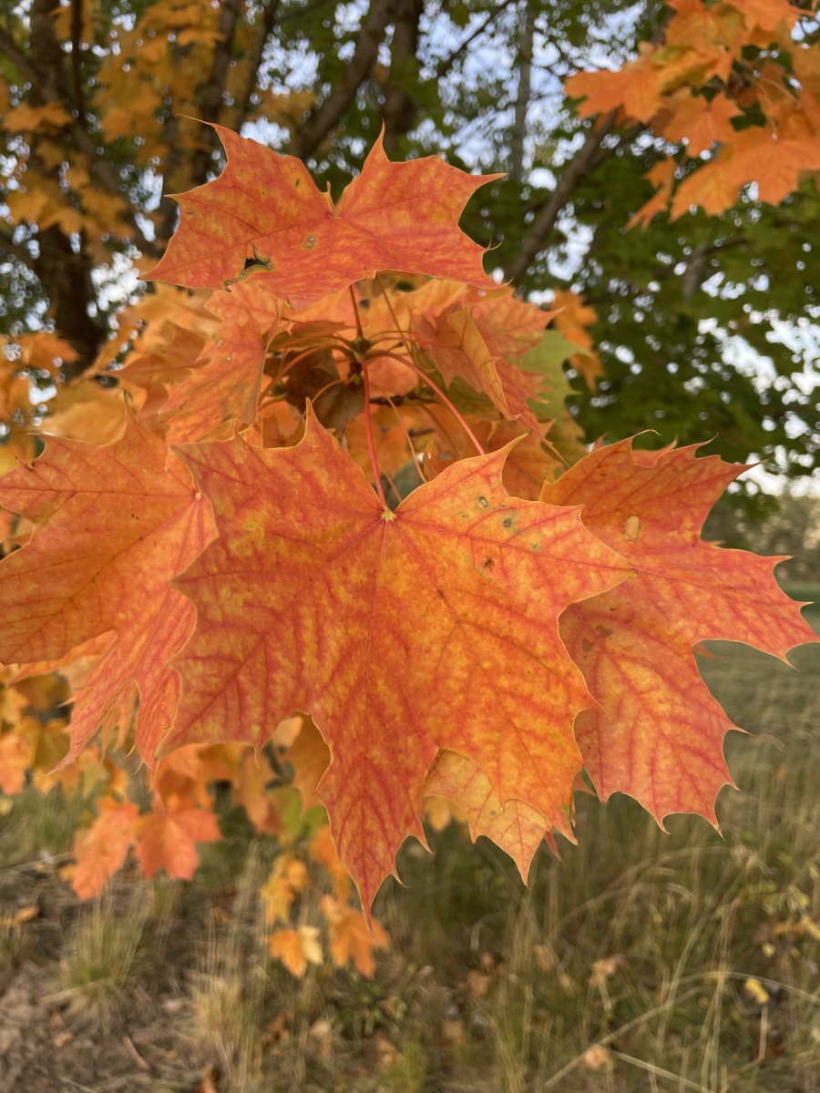 Run-on Rumination: Autumnal Appreciation