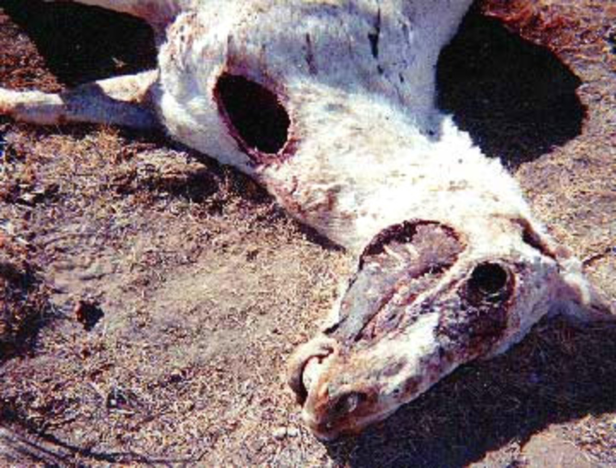 Horse mutilation found in 1998