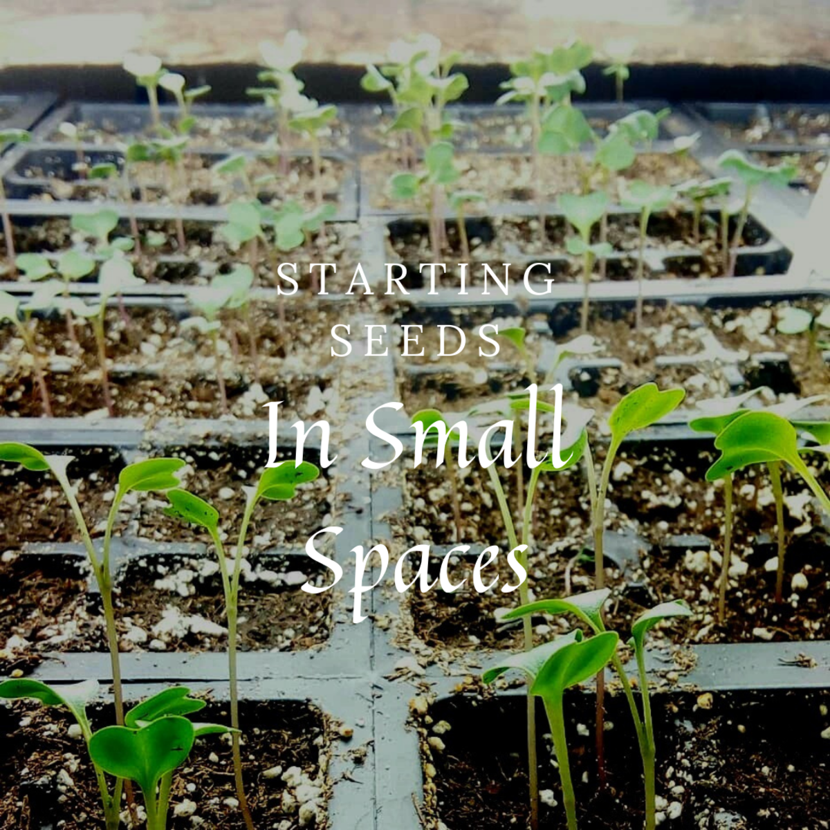 Start Plants From Seeds in Small Spaces