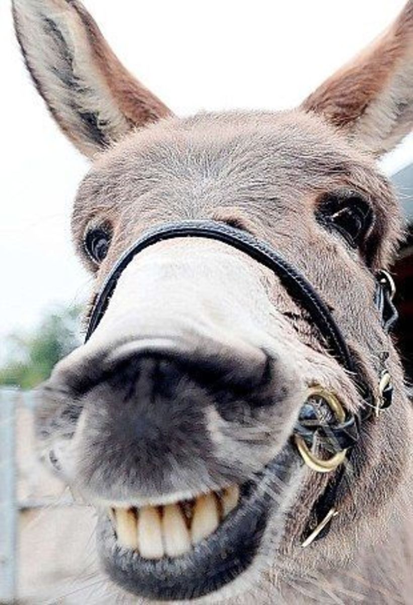 This Donkey may not have a problem with using the word _ss...if done within the proper literary framework. People been calling Donkey's: Jack _sses for a long time! (or even _ss; simplified version)