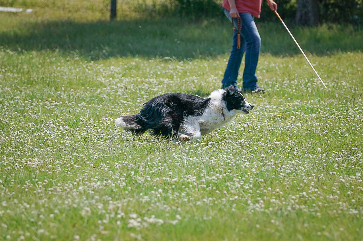 Border collie  working in the country