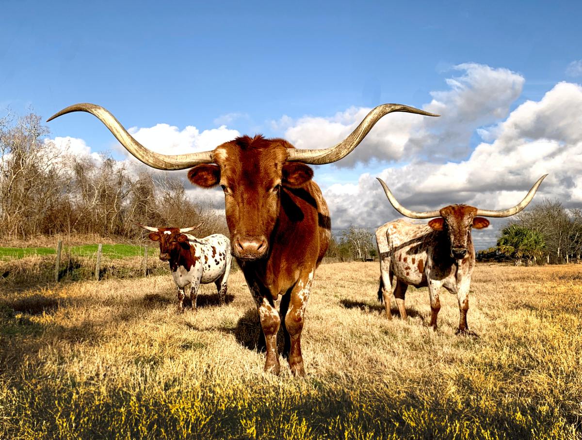 Known for its excessively long horns that can reach over 100 inches, the Texas Longhorn is a hybrid of Spanish and English cattle. The breed descends from the first cattle brought to the New World by Christopher Columbus and the Spanish colonists.