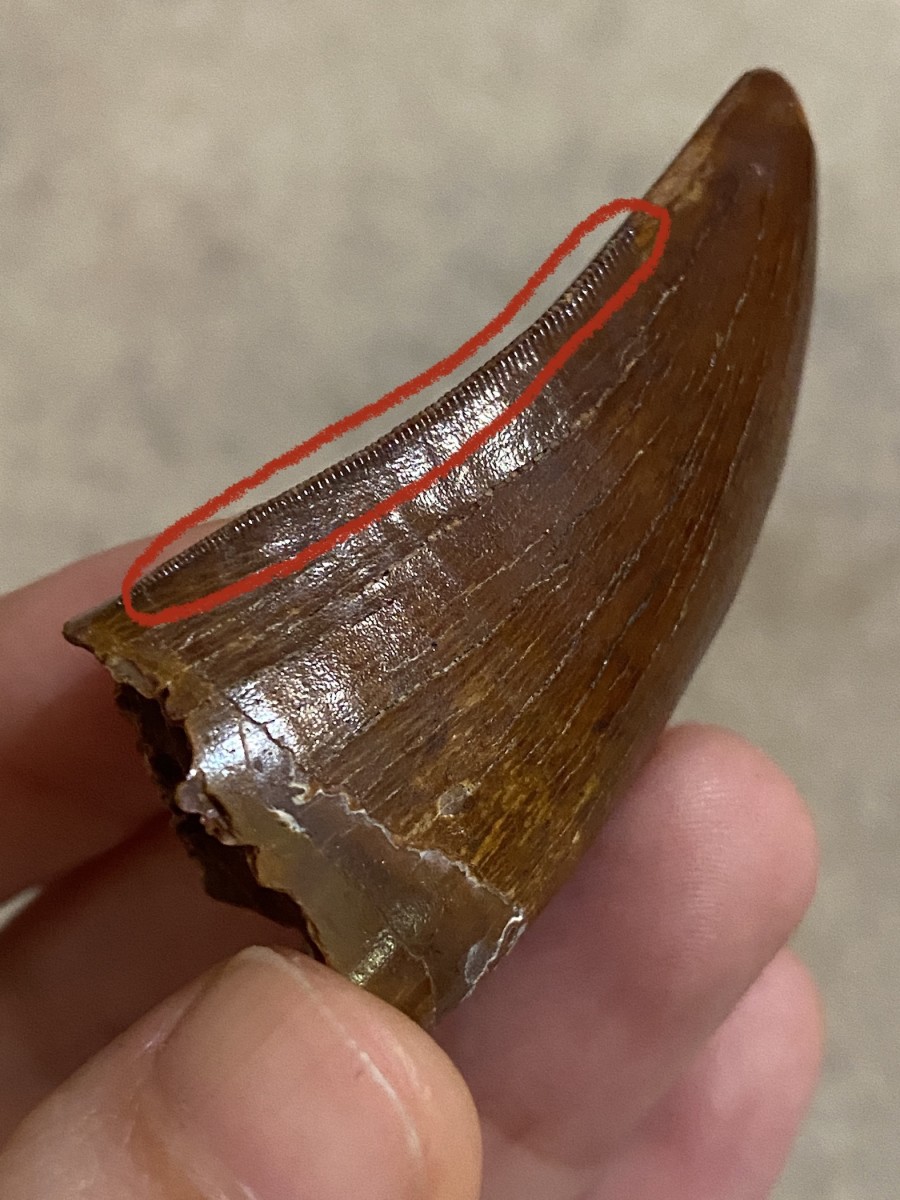 High quality, intact serrations on a Carcharodontosaurus tooth