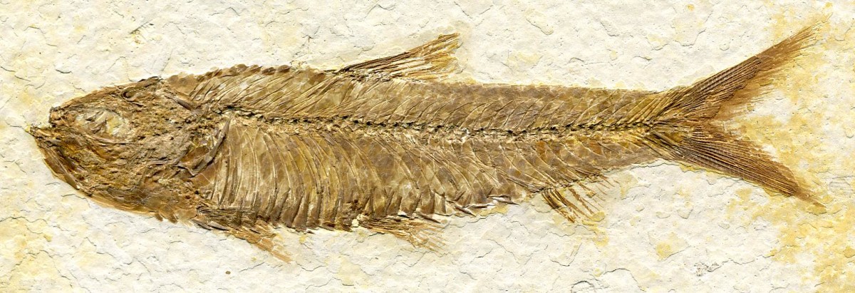 Knightia fossil
