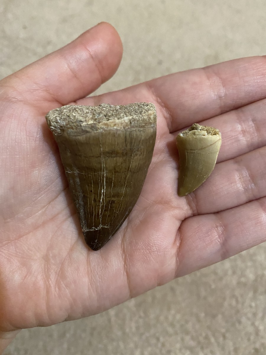 Size comparison between a 2 inch Mosasaur tooth and 0.8 inch Mosasaur tooth