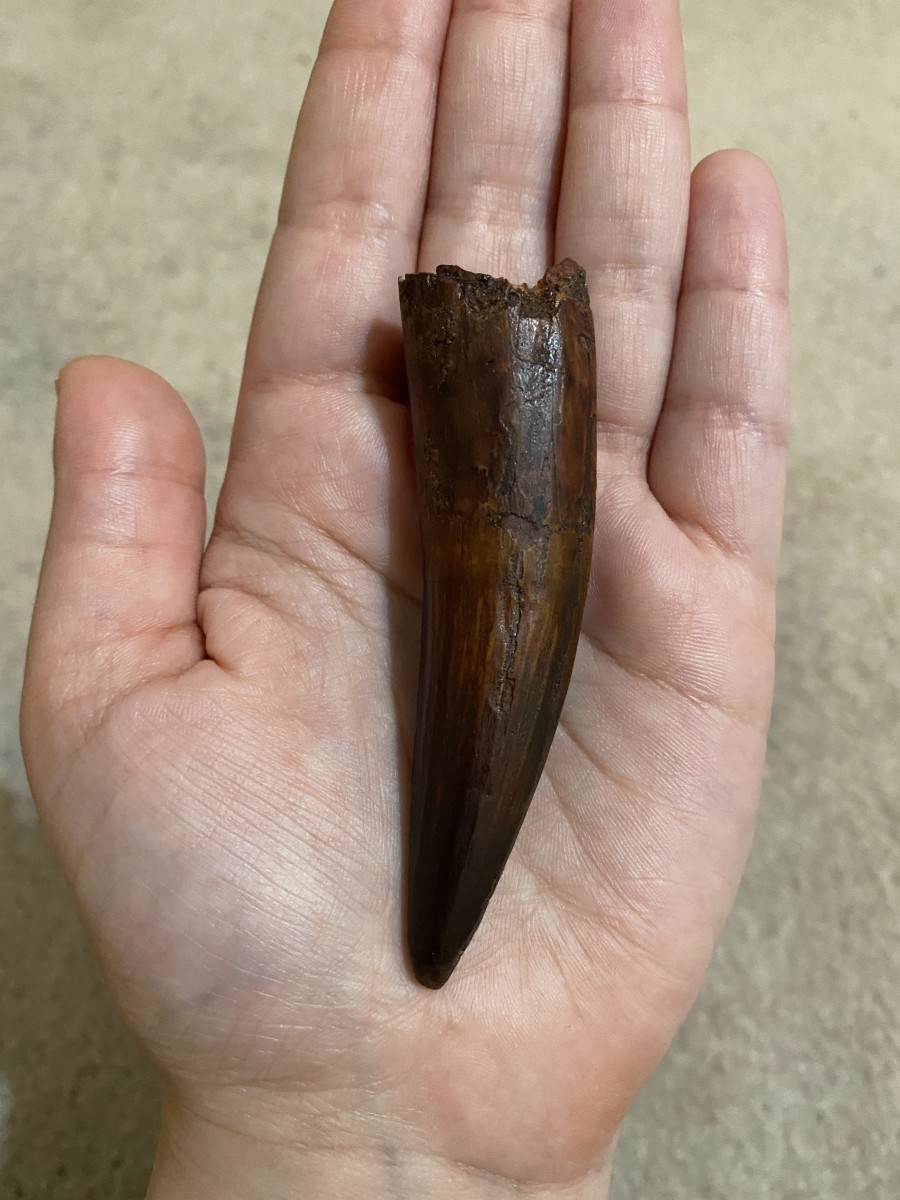 A 3 inch Spinosaurus tooth with no repair or restoration