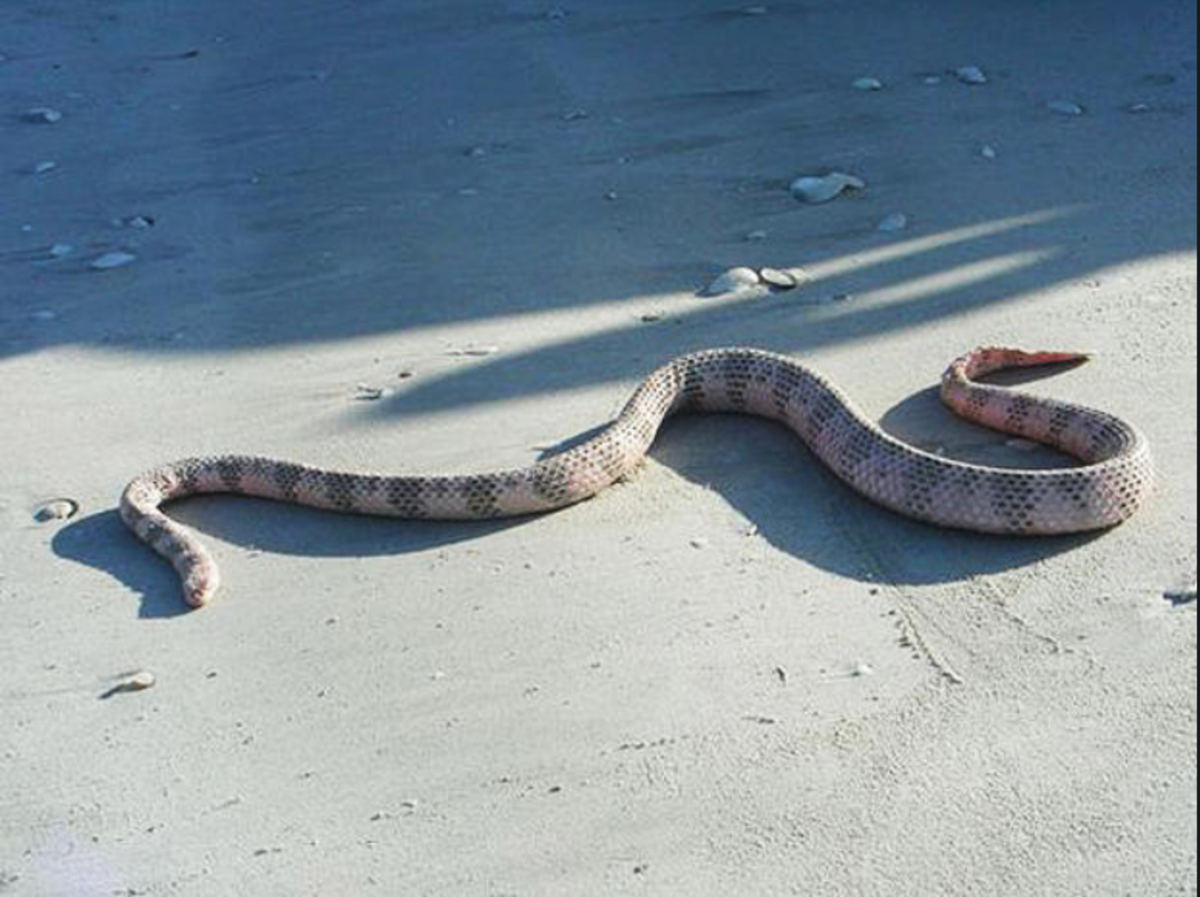 The Dubois' sea snake (washed ashore).