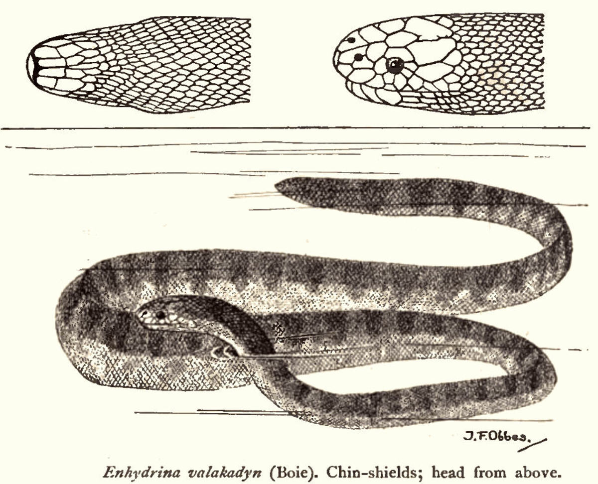 Zweifel's beaked sea snake.