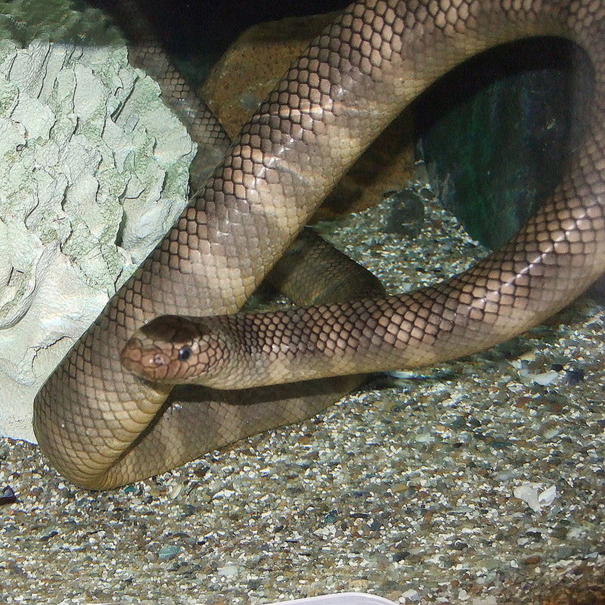 Venomous Sea Snake Facts (Hydrophiinae and Laticaudinae)