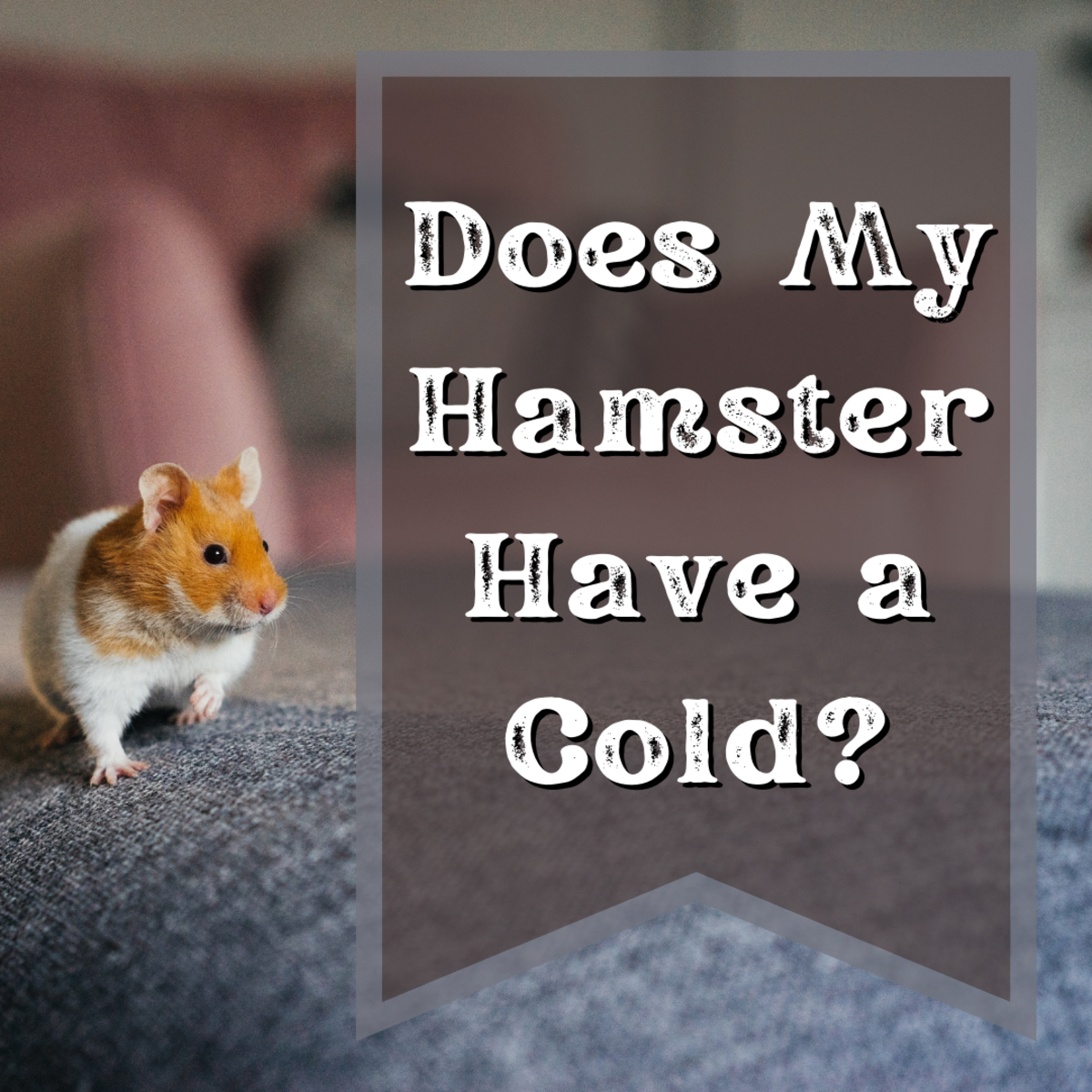 Why Is My Hamster Sneezing? Signs of the Common Cold in a Hamster