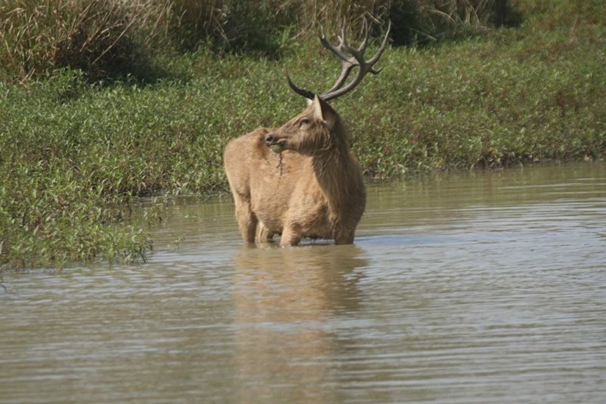 Swamp Deer in Water